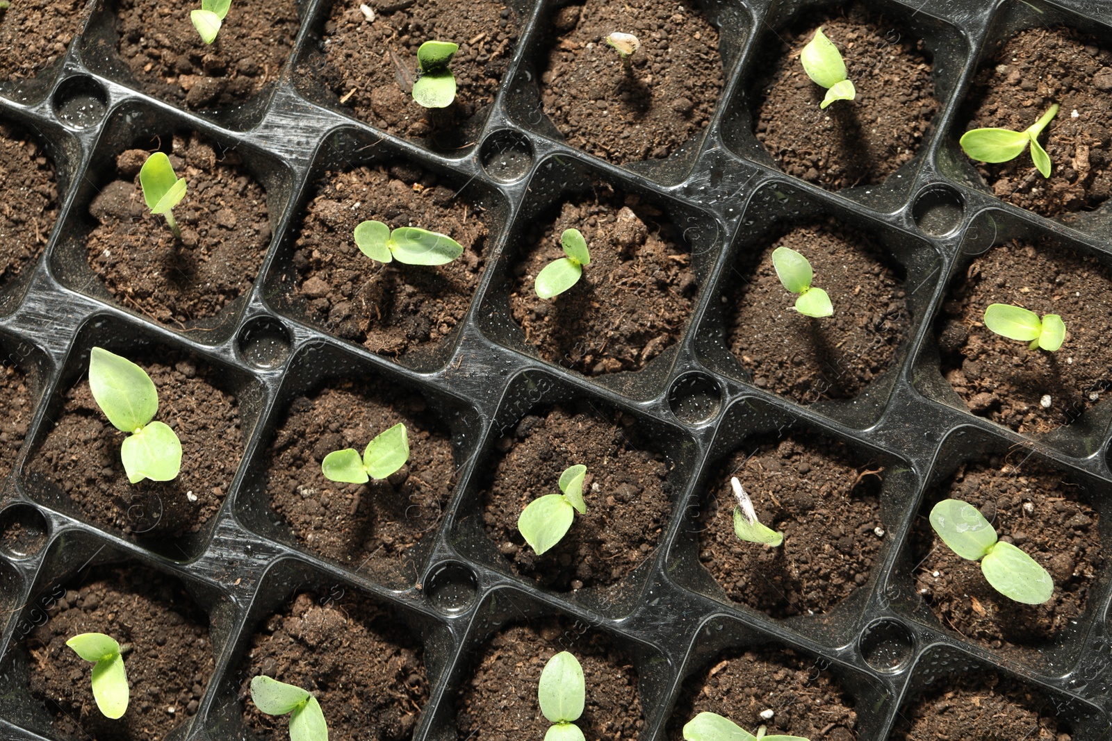 Photo of Seedling tray with young vegetable sprouts, top view