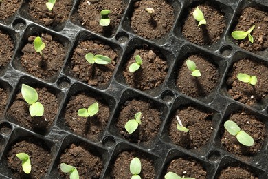 Seedling tray with young vegetable sprouts, top view