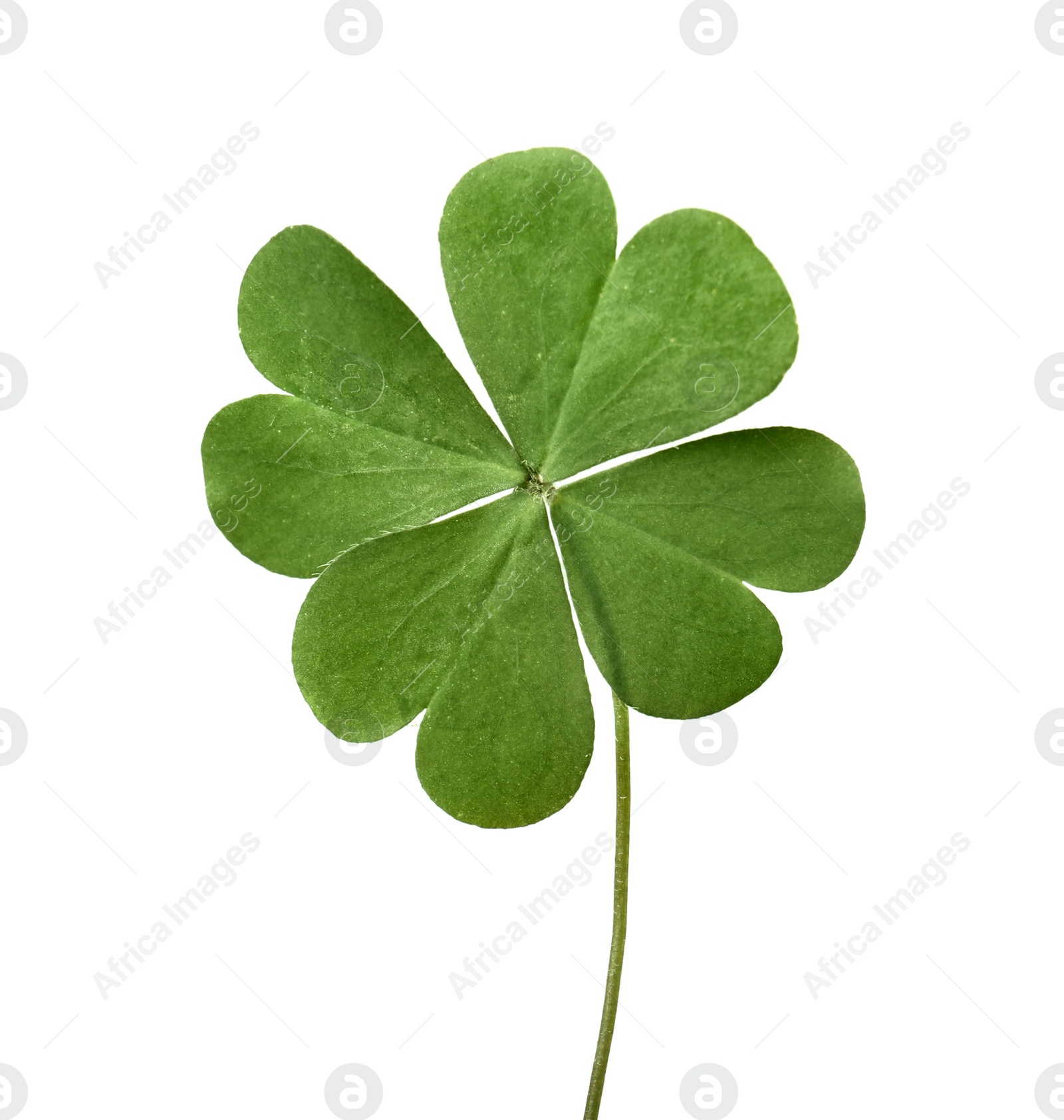 Photo of Green four leaf clover isolated on white