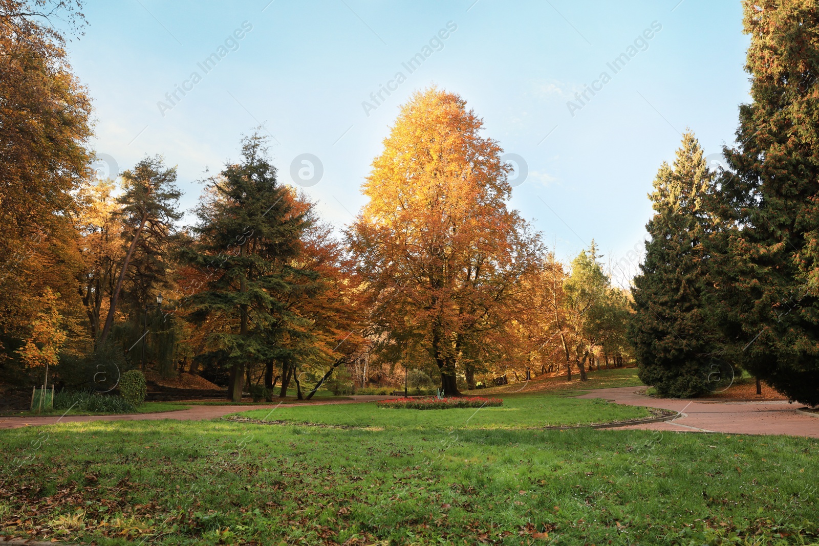 Photo of Beautiful yellowed trees and paved pathway in park