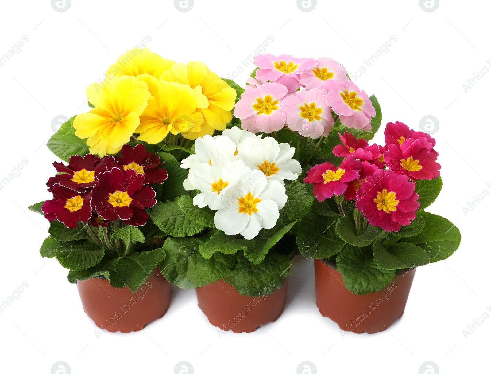 Photo of Beautiful primula (primrose) plants with colorful flowers on white background. Spring blossom