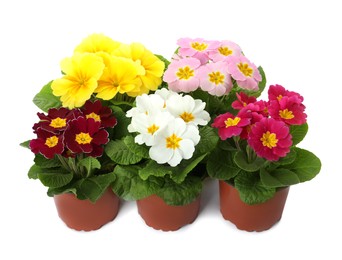 Beautiful primula (primrose) plants with colorful flowers on white background. Spring blossom