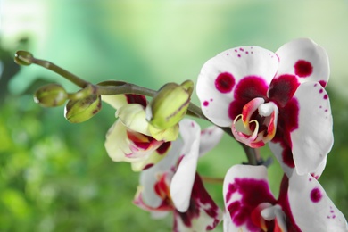 Photo of Beautiful tropical orchid flowers on blurred background