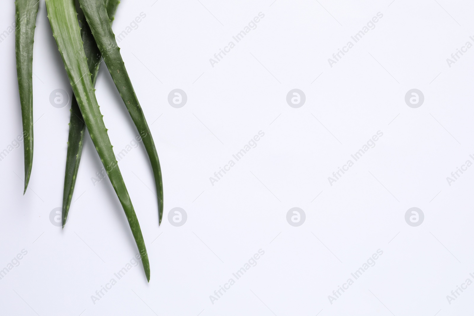 Photo of Green aloe vera leaves on white background, top view. Space for text