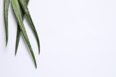 Photo of Green aloe vera leaves on white background, top view. Space for text