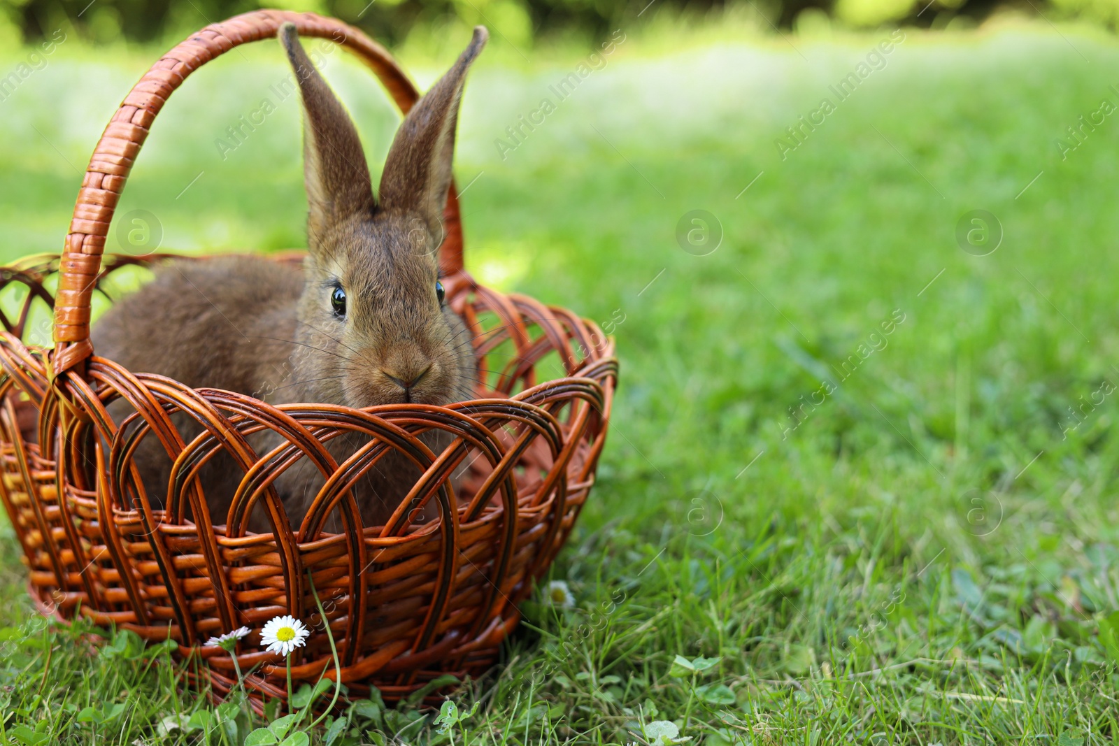 Photo of Cute fluffy rabbit in wicker basket on green grass outdoors. Space for text