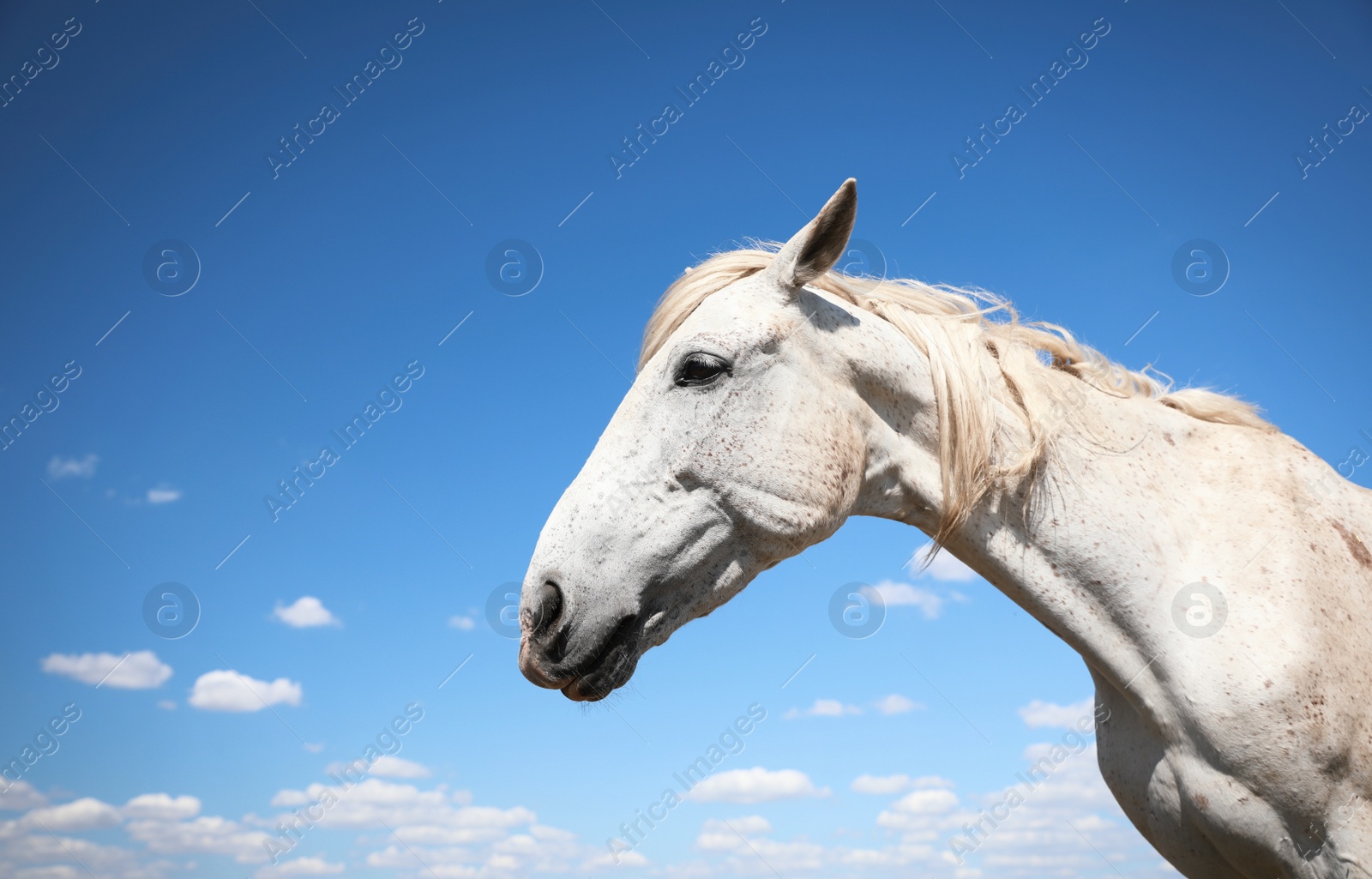 Photo of Grey horse outdoors on sunny day, closeup. Beautiful pet