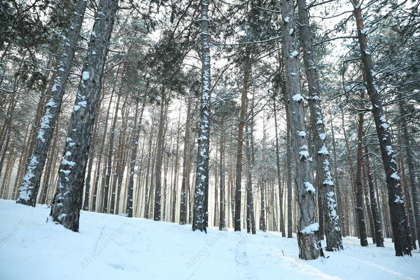 Photo of Beautiful forest covered with snow in winter