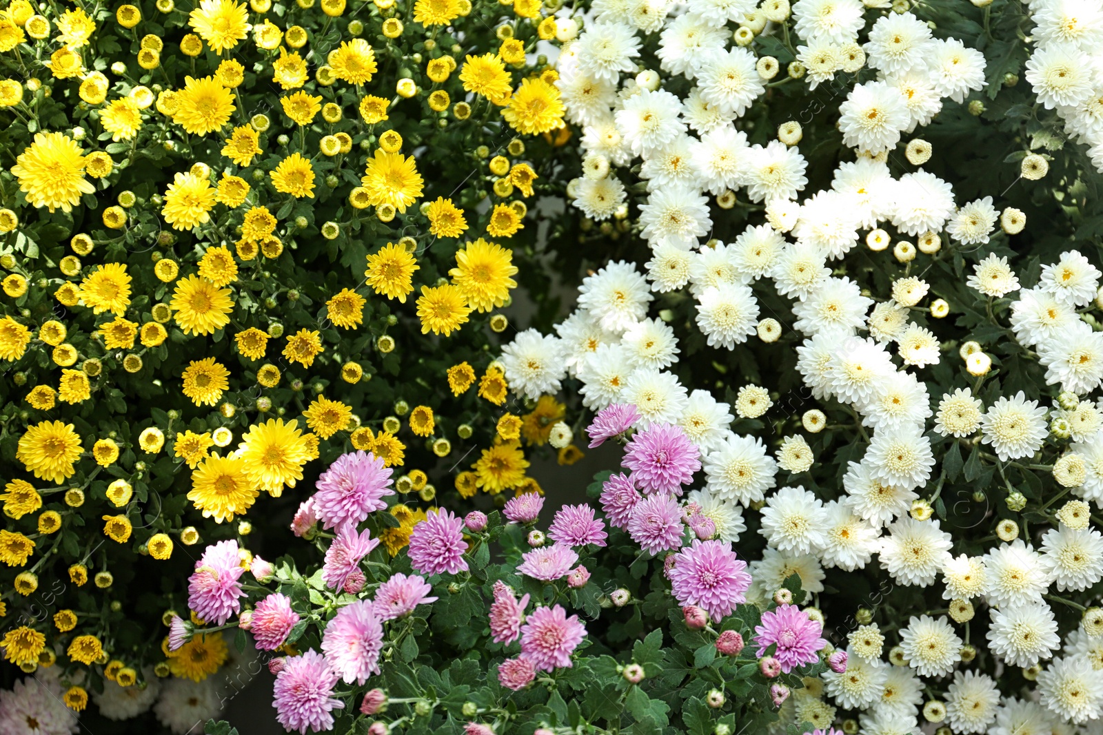 Photo of Different blooming chrysanthemum flowers as background, view from above