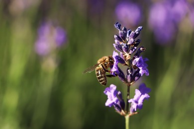 Photo of Closeup view of beautiful lavender with bee in field on sunny day