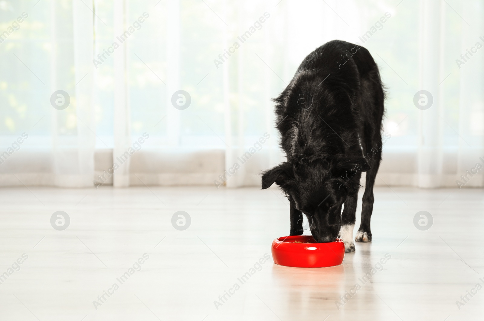Photo of Cute dog eating from bowl on floor in room. Space for text