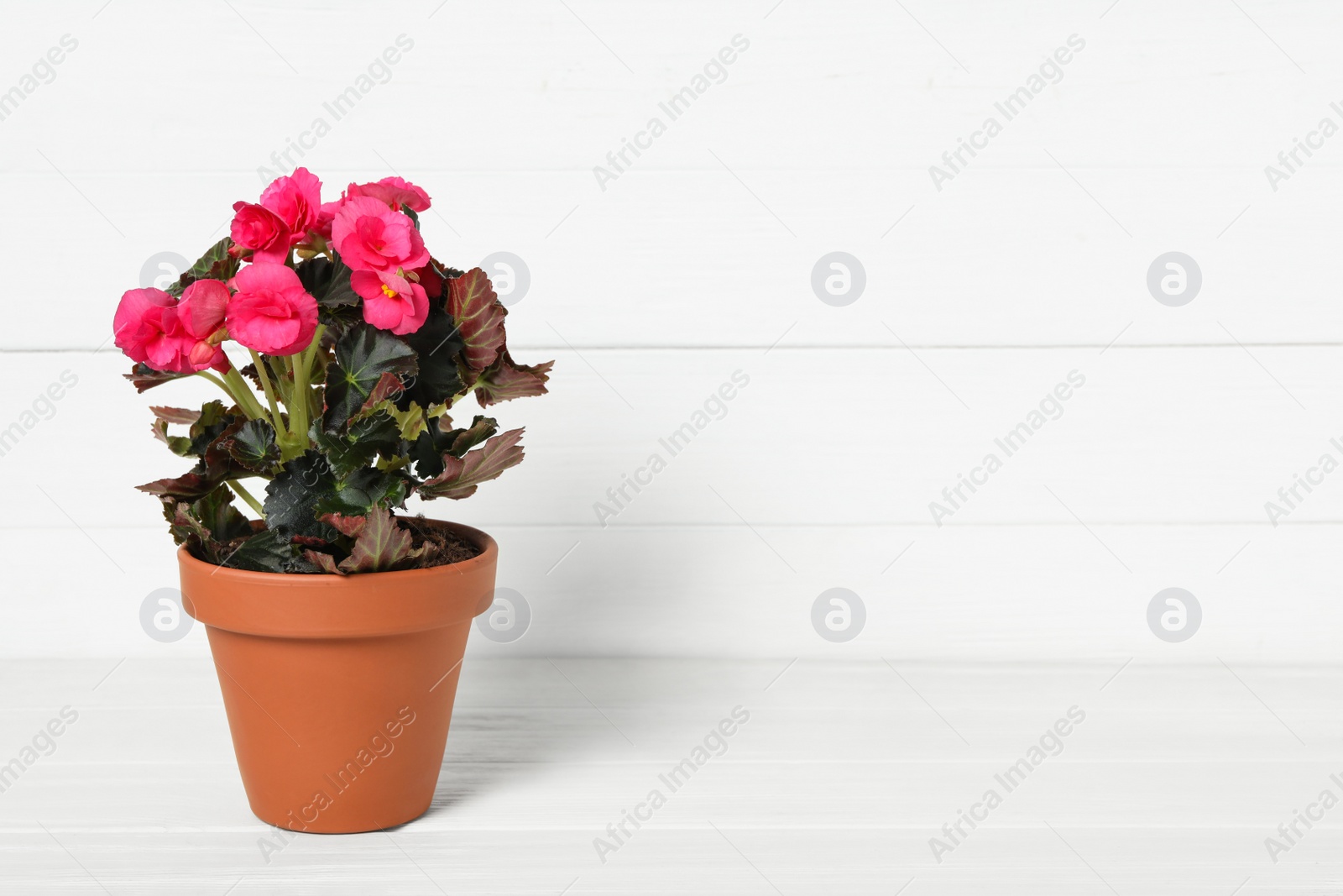 Photo of Beautiful blooming pelargonium flower in pot on white wooden table, space for text