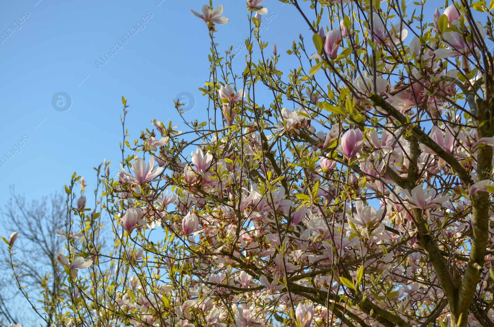 Photo of Beautiful blossoming magnolia tree against blue sky, closeup