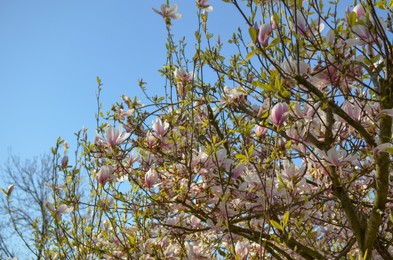 Photo of Beautiful blossoming magnolia tree against blue sky, closeup