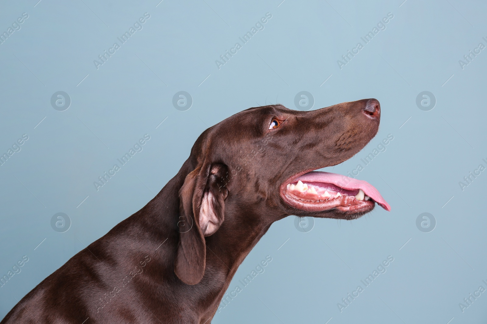 Photo of German Shorthaired Pointer dog on color background