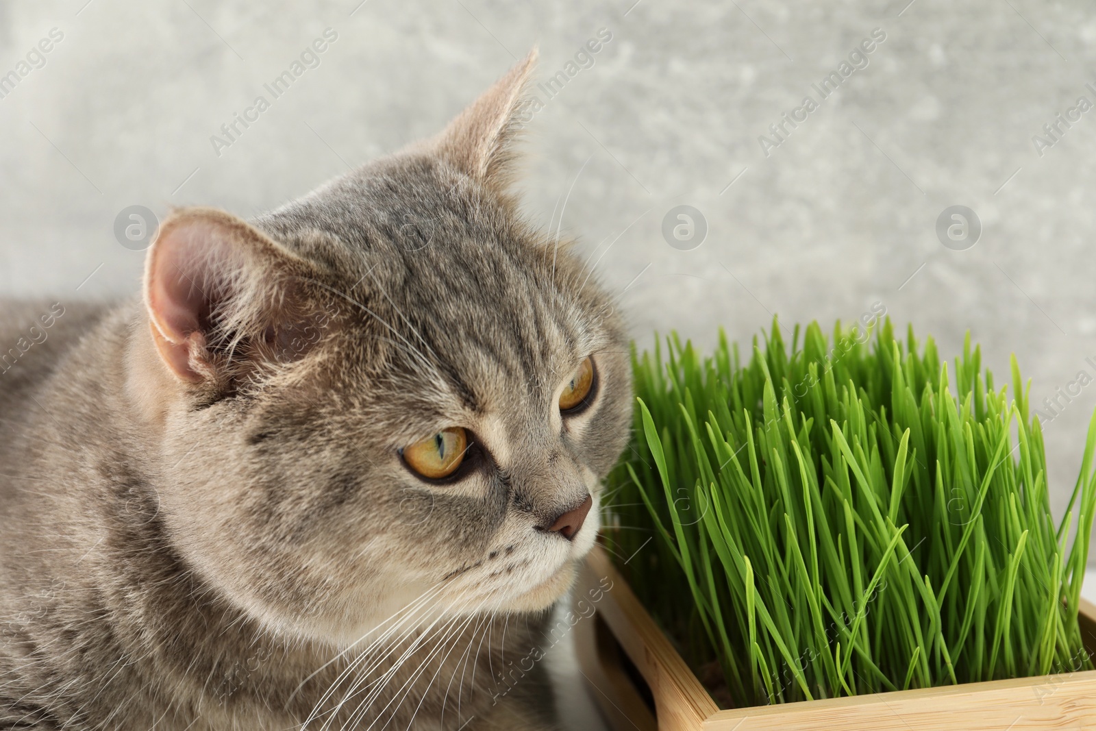 Photo of Cute cat and fresh green grass against grey wall, closeup