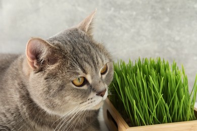 Cute cat and fresh green grass against grey wall, closeup