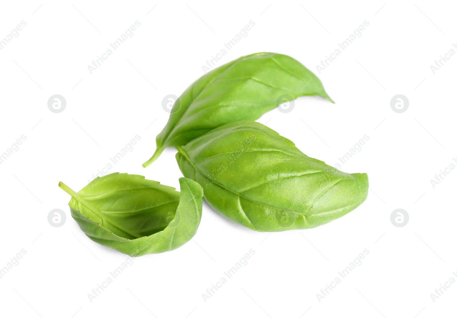 Photo of Fresh green basil leaves isolated on white