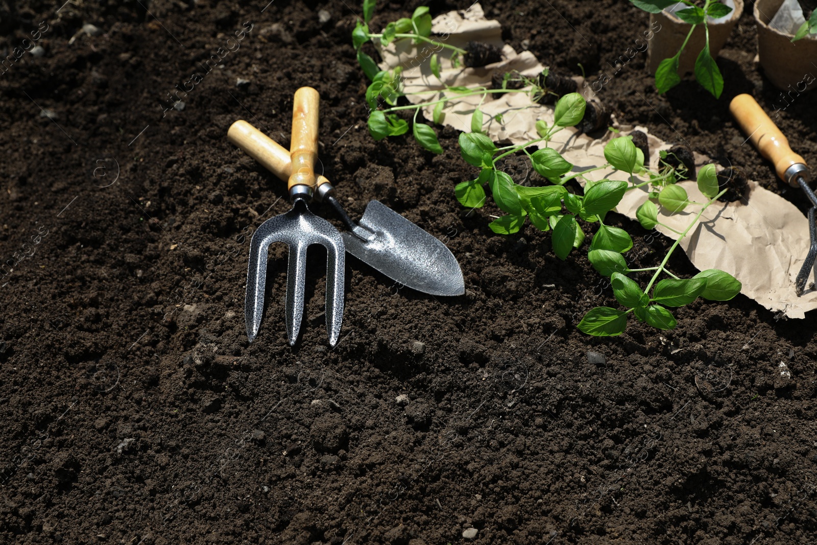 Photo of Many seedlings and different gardening tools on ground outdoors. Space for text