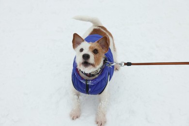 Photo of Cute Jack Russell Terrier in pet jacket on snow outdoors, above view