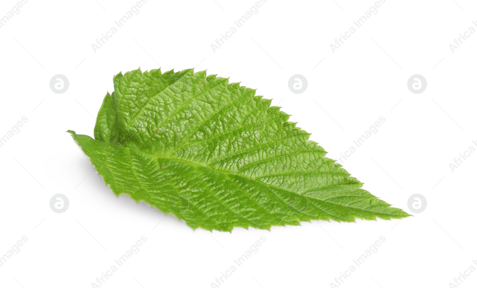 Photo of One green blackberry leaf isolated on white