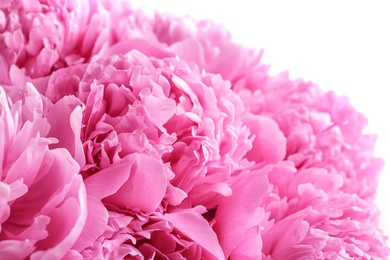 Photo of Beautiful fragrant peony flowers on white background, closeup