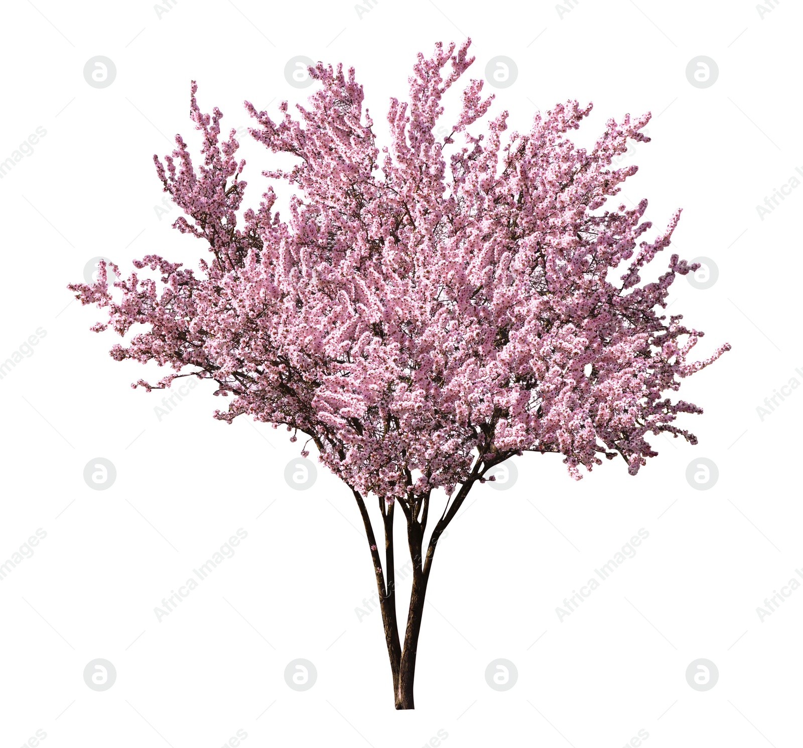 Image of Beautiful blossoming sakura tree on white background