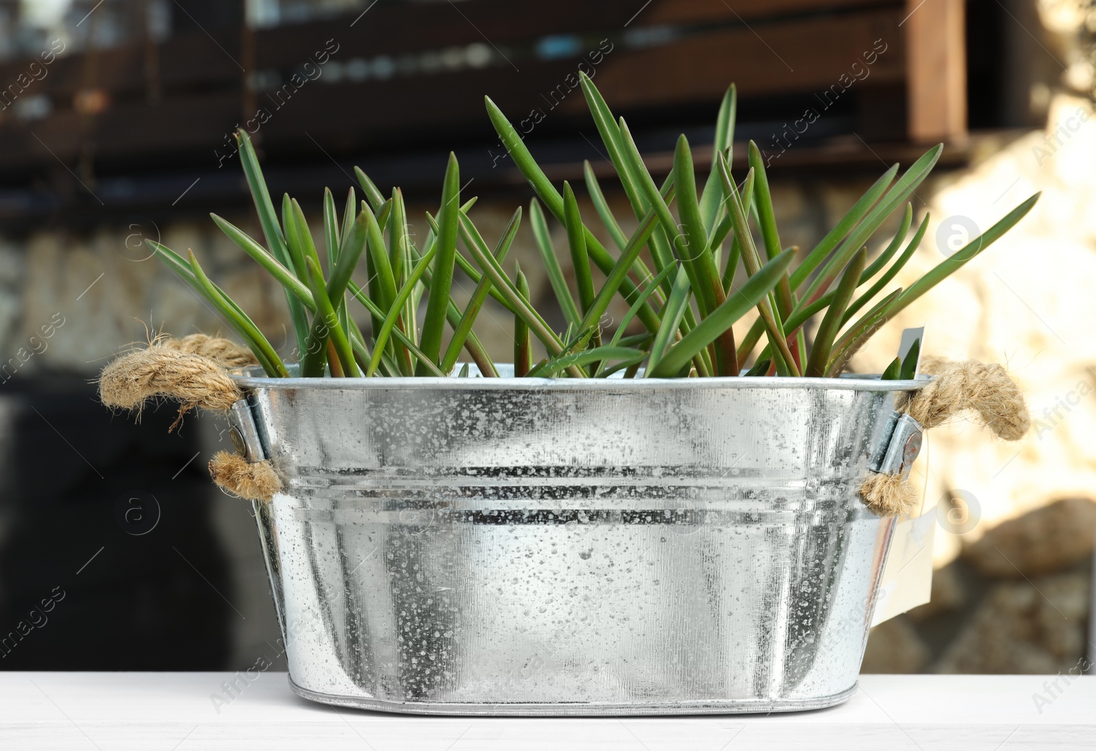 Photo of Spring plant in metal pot on white wooden table outdoors