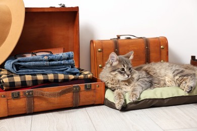 Photo of Travel with pet. Cat, clothes and suitcases indoors