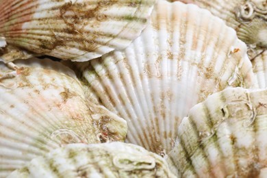 Photo of Fresh raw scallops in shells as background, top view