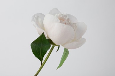 Photo of Beautiful white peony flower on light background