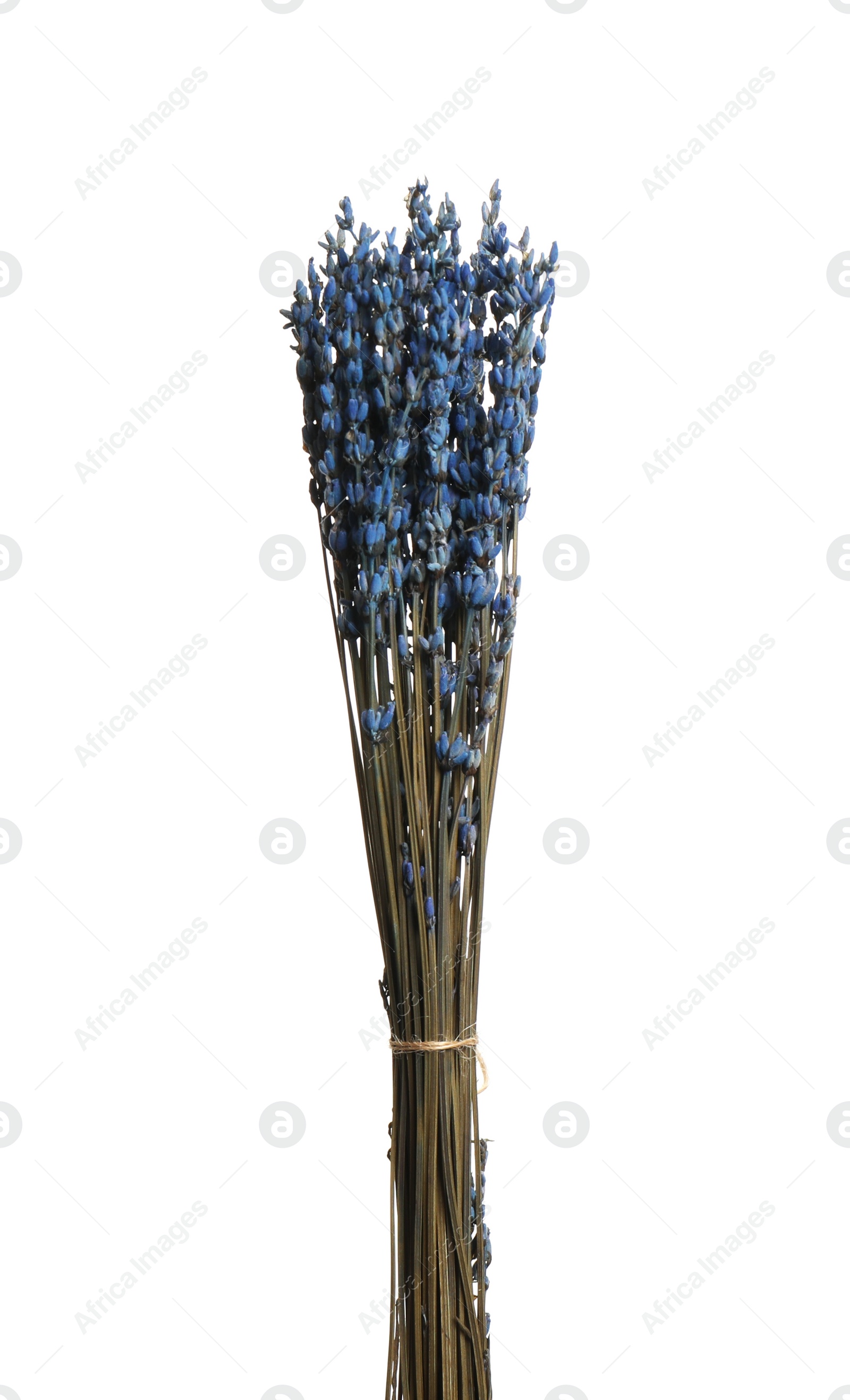 Photo of Bouquet of dried flowers on white background