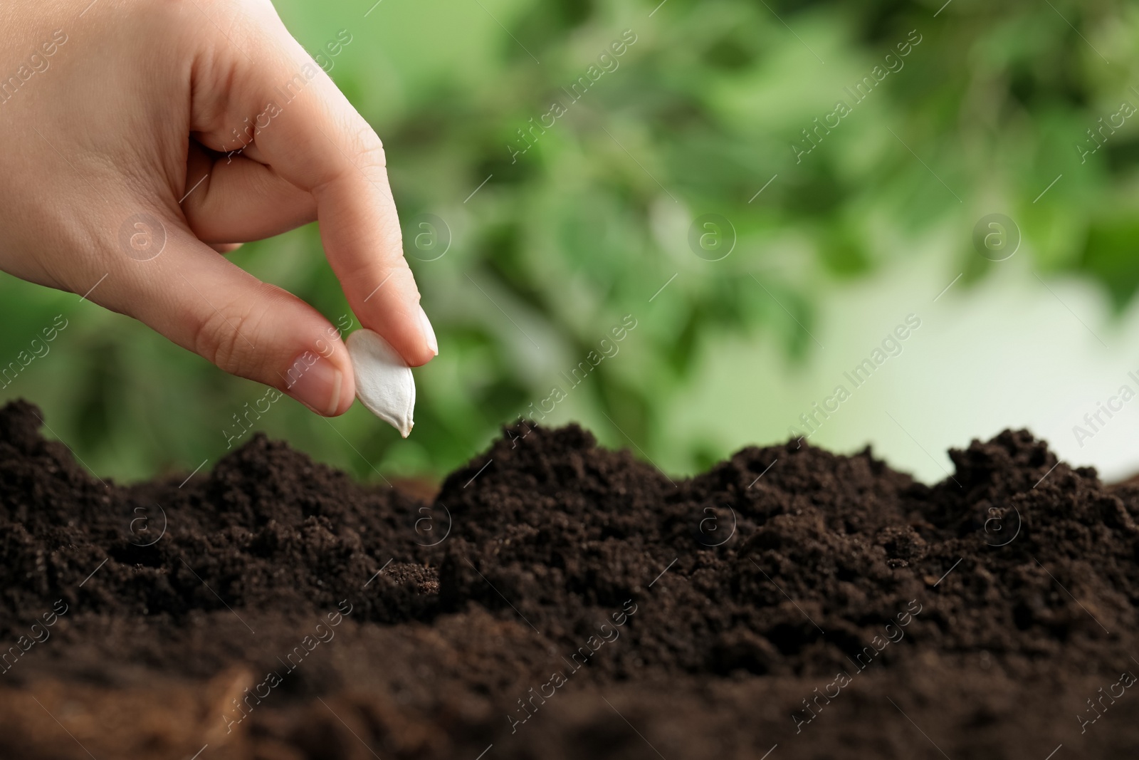 Photo of Woman putting pumpkin seed into fertile soil against blurred background, closeup with space for text. Vegetable planting