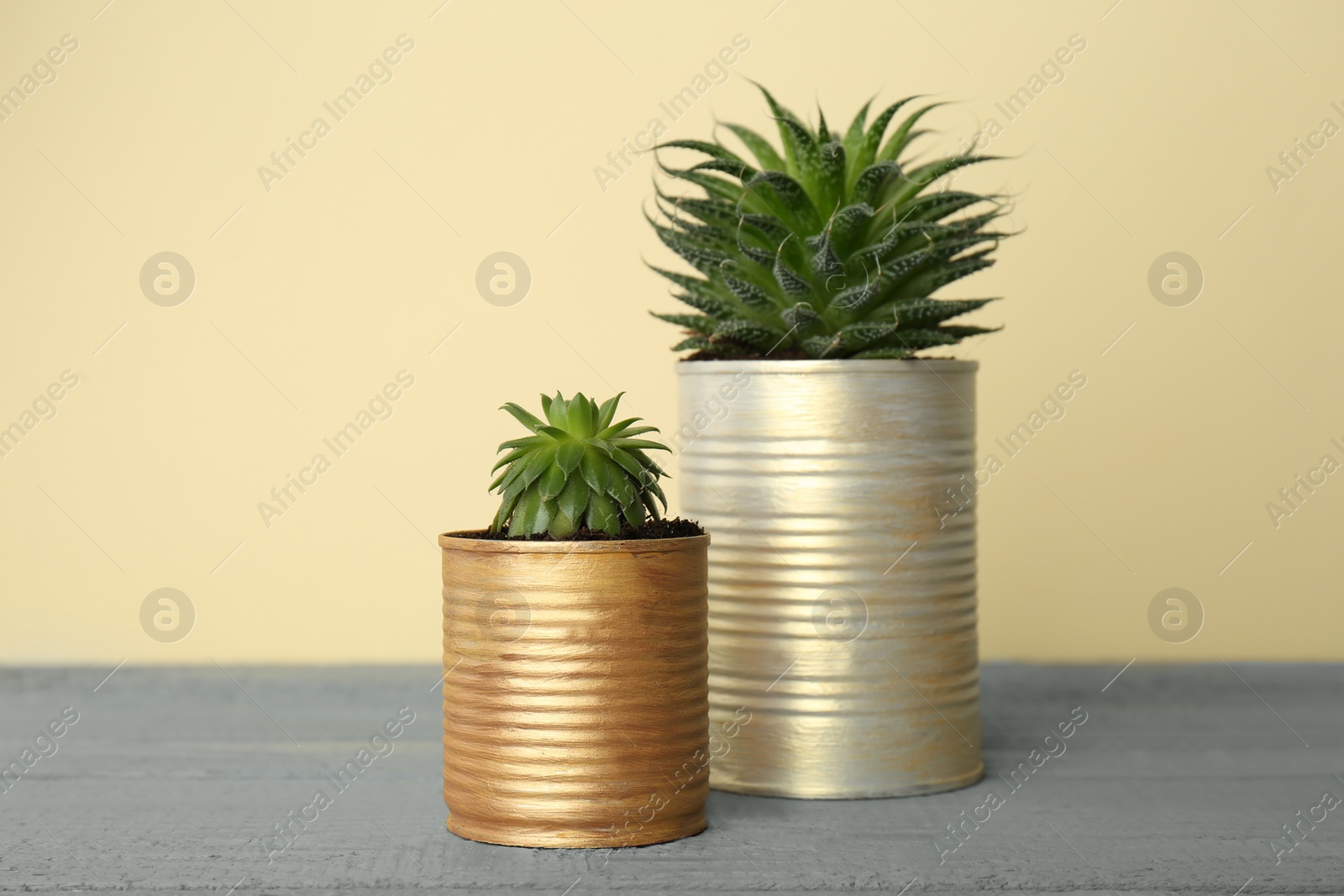 Photo of Beautiful houseplants in tin cans on grey wooden table