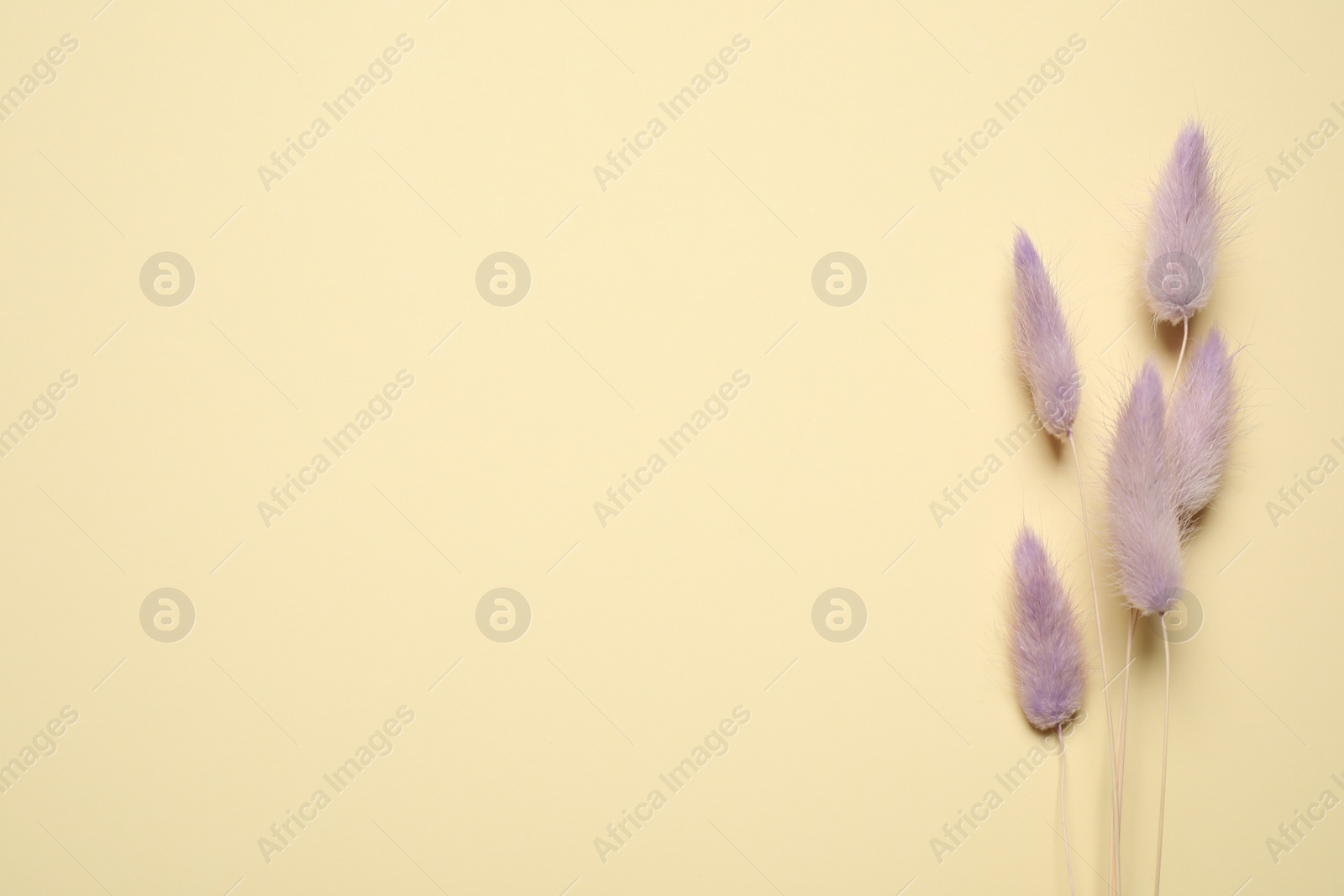 Photo of Bouquet of dried flowers on beige background, flat lay. Space for text