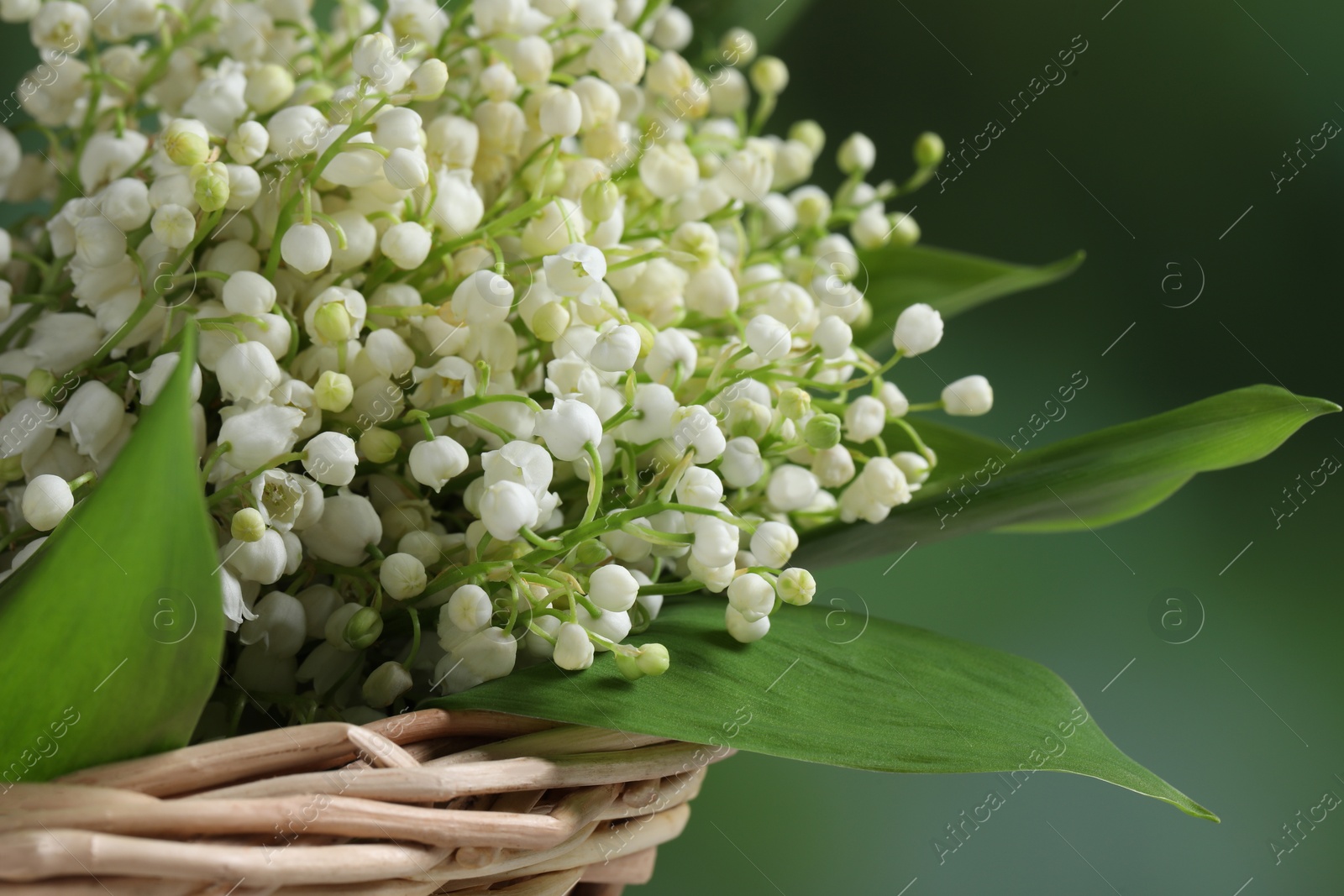 Photo of Wicker basket with beautiful lily of the valley flowers on blurred green background, closeup