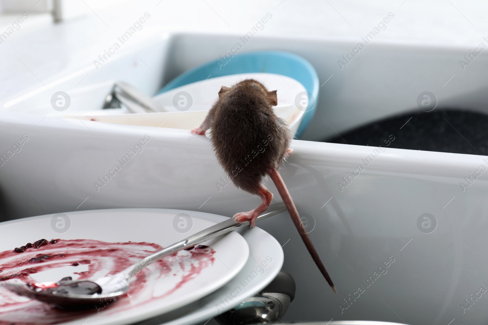 Photo of Rat and dirty dishes in kitchen sink. Pest control