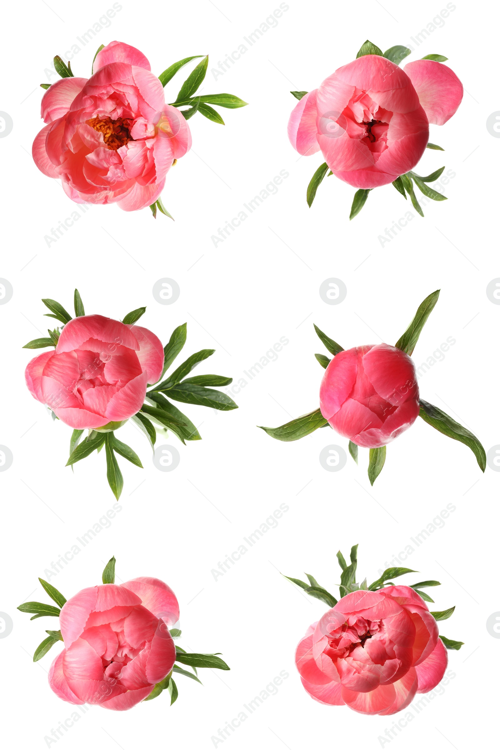 Image of Set of beautiful coral peony flowers on white background 