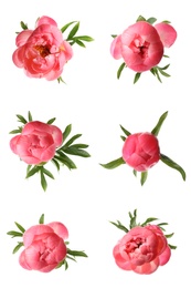 Image of Set of beautiful coral peony flowers on white background 