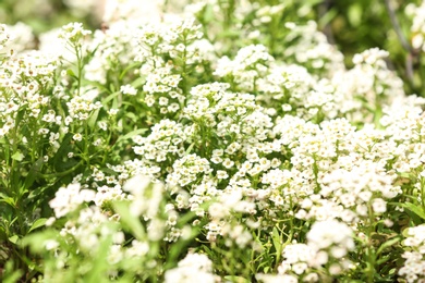 Photo of Beautiful spring flowers in garden on sunny day