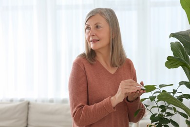 Photo of Senior woman wiping leaves of beautiful green houseplant with cotton pad indoors