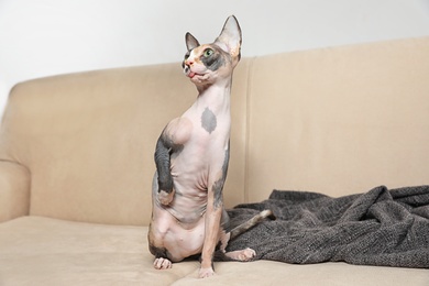 Photo of Cute sphynx cat and blanket on sofa indoors. Friendly pet