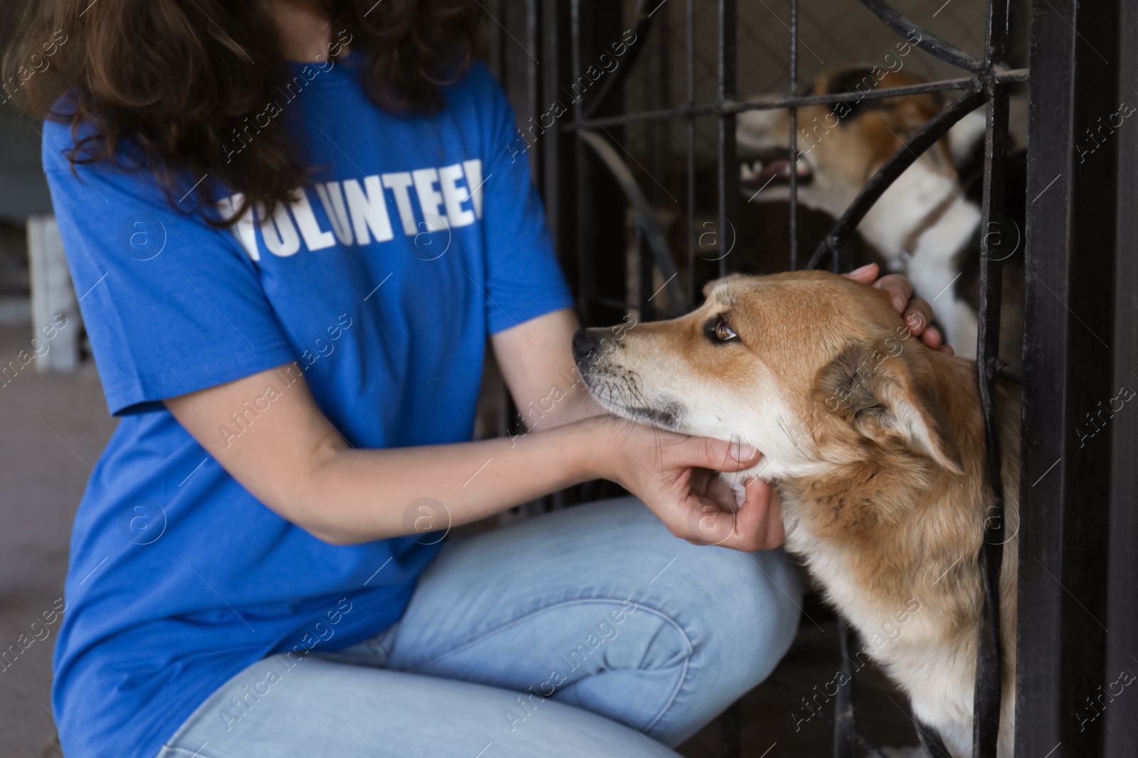 Photo of Volunteer near dog cage in animal shelter, closeup