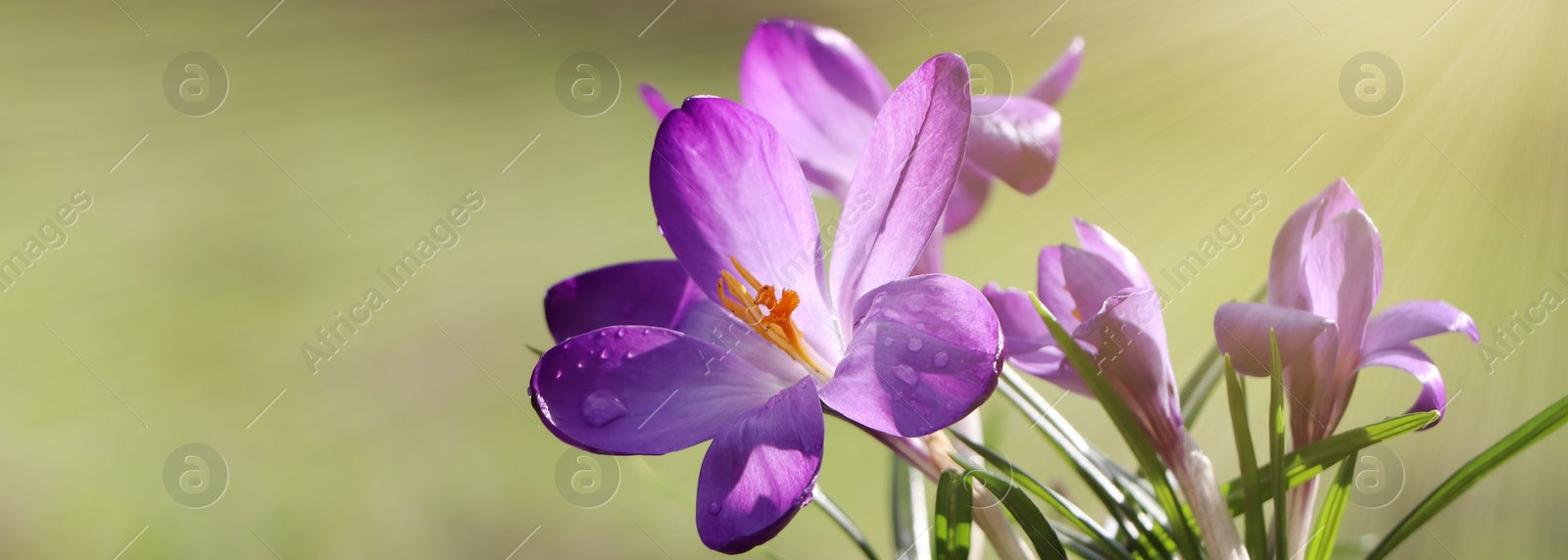 Image of Beautiful purple crocus flowers growing outdoors, closeup view with space for text. Banner design 
