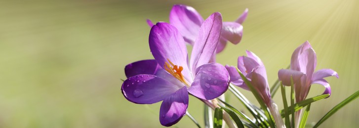 Beautiful purple crocus flowers growing outdoors, closeup view with space for text. Banner design 