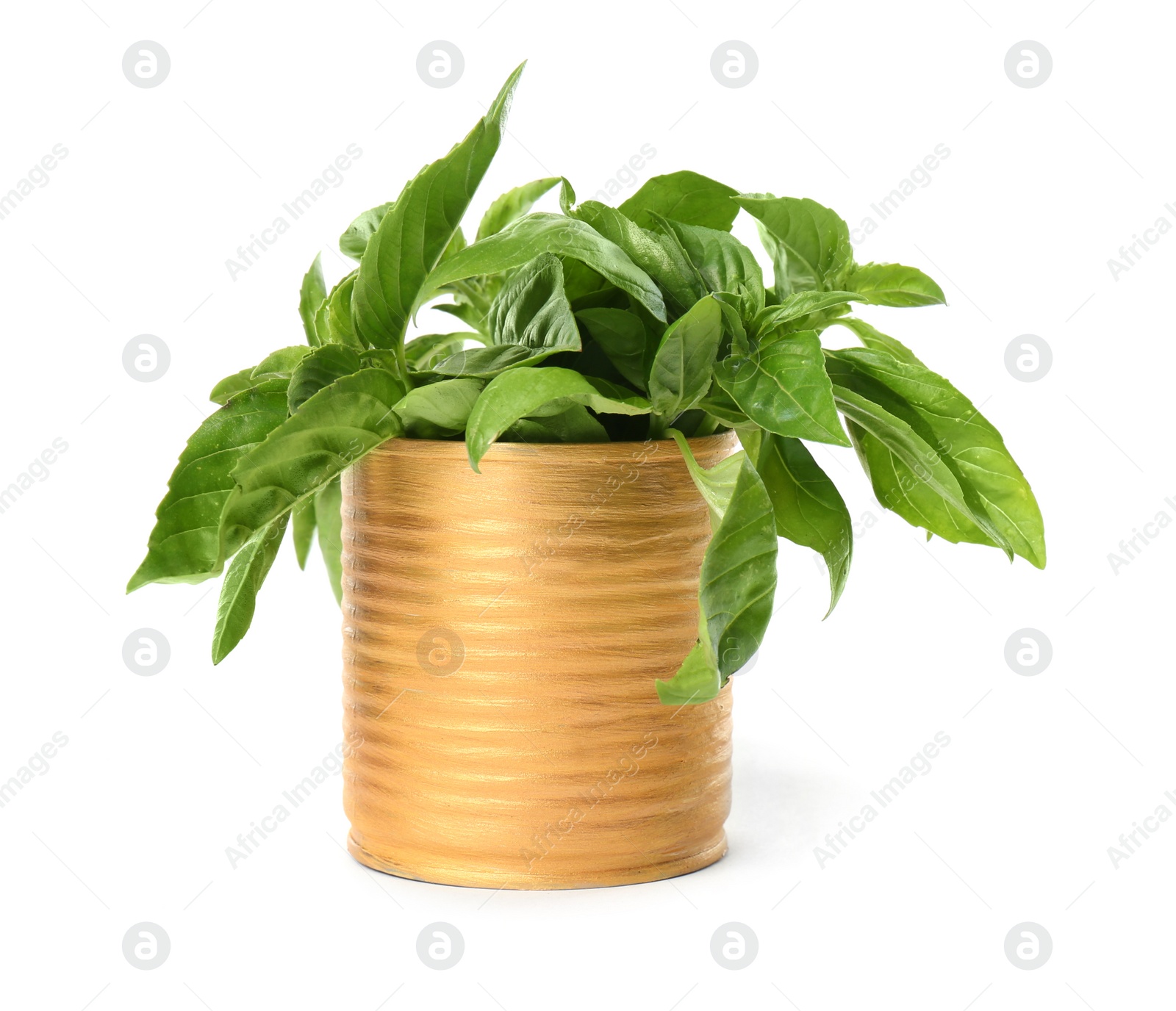 Photo of Lush green basil in tin can isolated on white