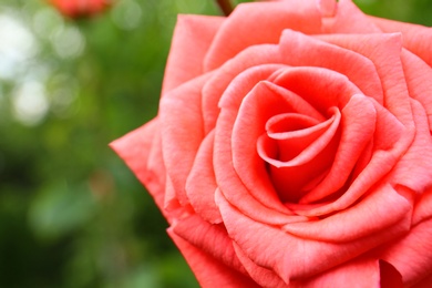 Photo of Beautiful blooming rose in garden, closeup view