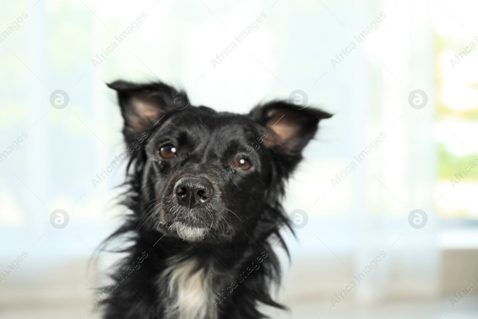 Photo of Cute long haired dog against window indoors