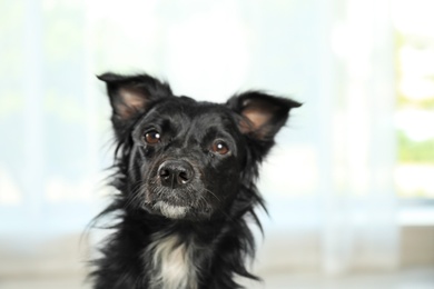 Photo of Cute long haired dog against window indoors