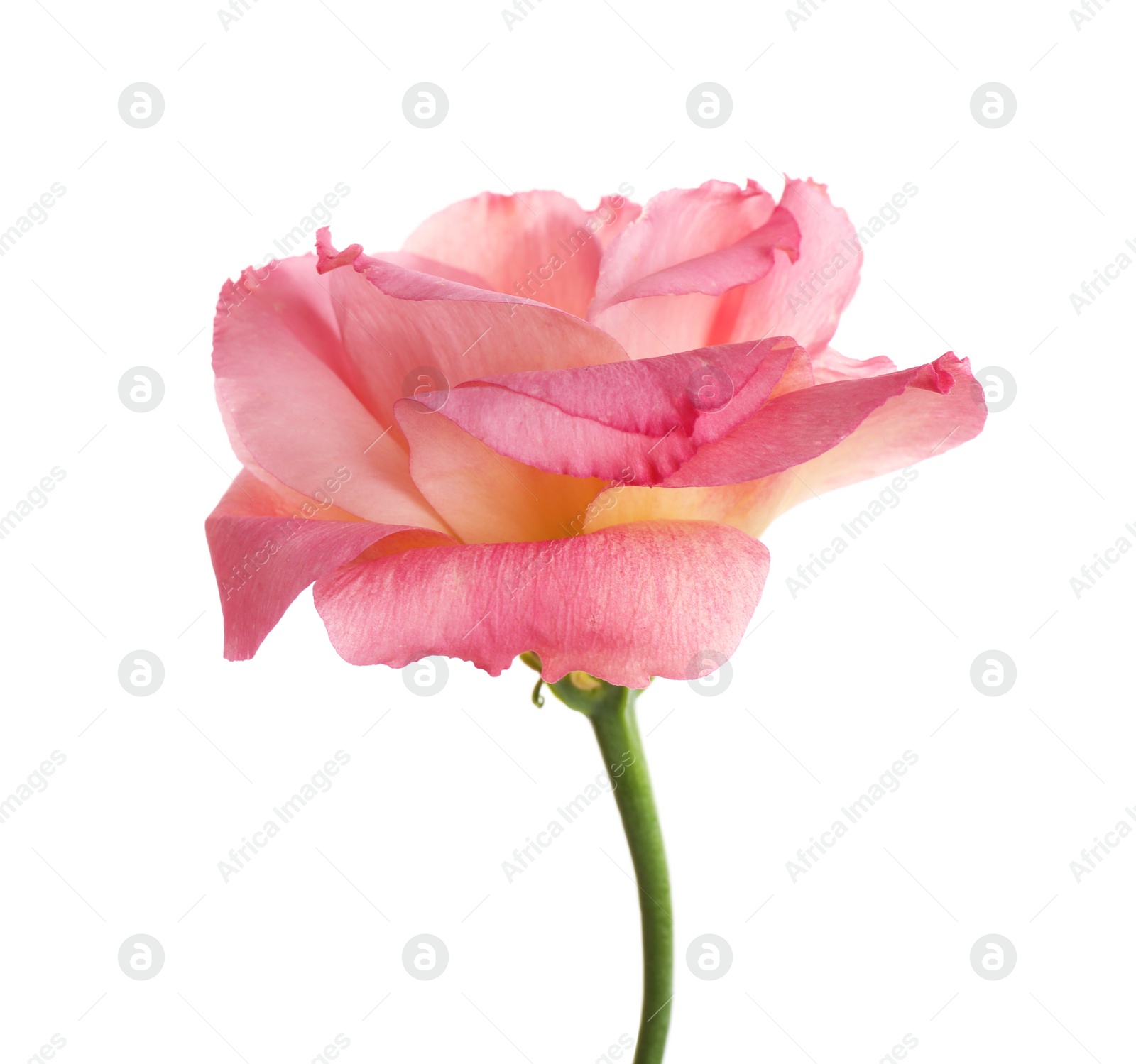 Photo of Beautiful fresh Eustoma flower on white background